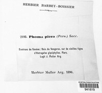 Phomopsis piceae image